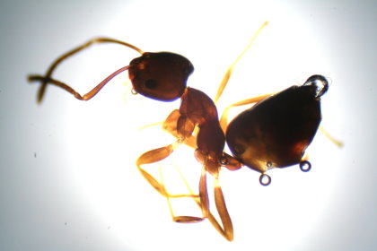 Mini Ameise aus Portugal