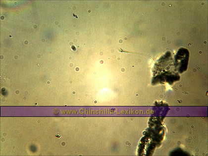 Samenzelle im Chinchilla Sperma