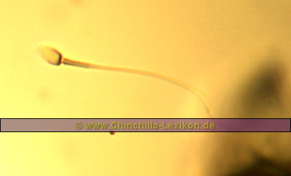 Chinchilla Samenzelle