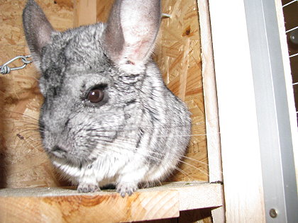Chinchilla über 10 Jahre alt