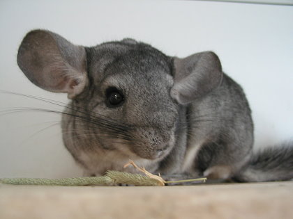 Über 18 Jahre altes Chinchilla Weibchen