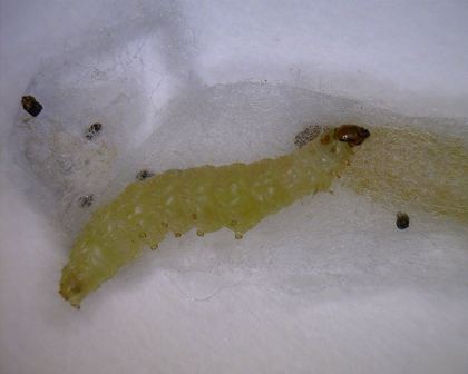 Futtermotten Raupe, dahinter verpuppte Futtermottenraupe