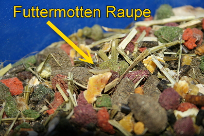 Futtermotten Maden im Chinchilla Mischfutter