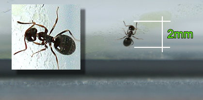 Winzige Ameise von ca. 2mm auf einer 1ml Spritze fotografiert