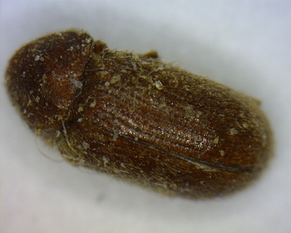 Stegobium paniceum