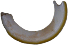 Chinchilla Schneidezahn