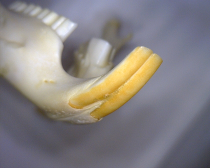 Schneidezahn (Dens incisivus, I)