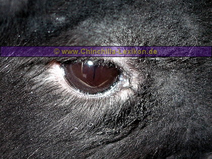 Tränendes Auge durch Sandpartikel am Augenlied,