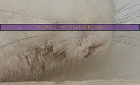 Sabberndes Chinchilla