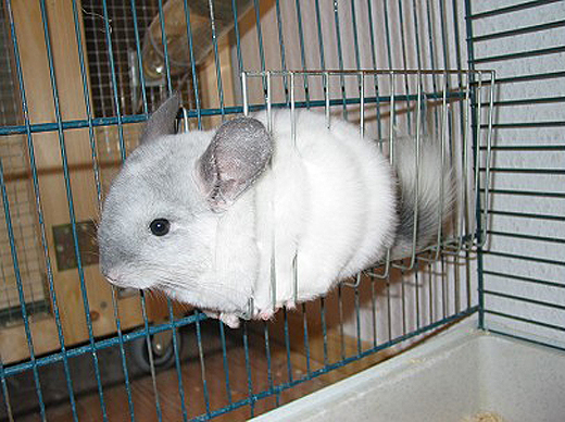 Heuraufe aus Draht ist für Chinchillas ungeeignet