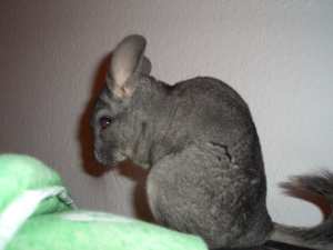 Chinchilla Ziegenrücken