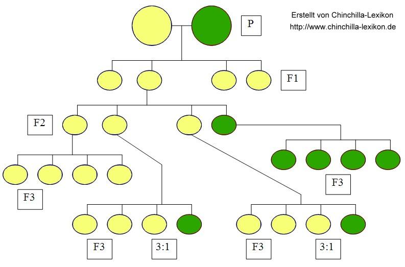 3. Mendelsche Gesetz auch Unabhängigkeitsgesetz