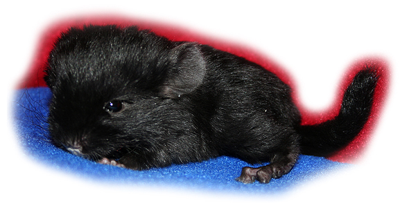 Chinchilla Steckbrief