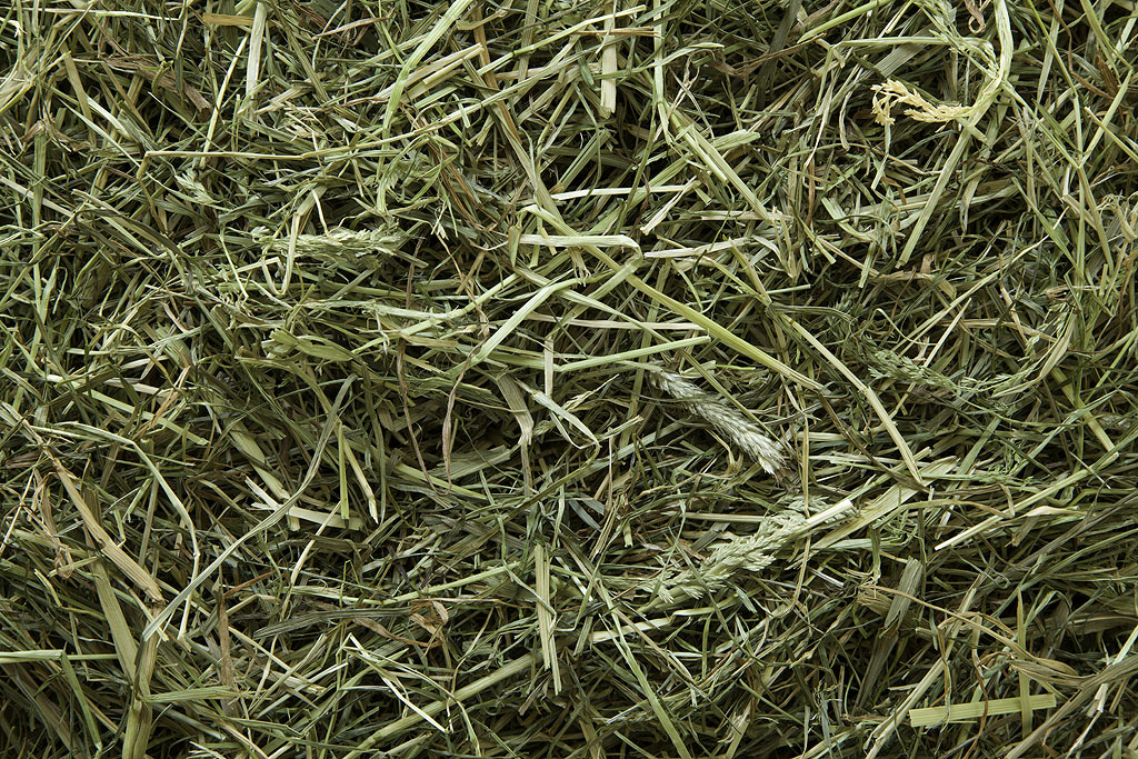 Chinchilla Heu muss frisch sein