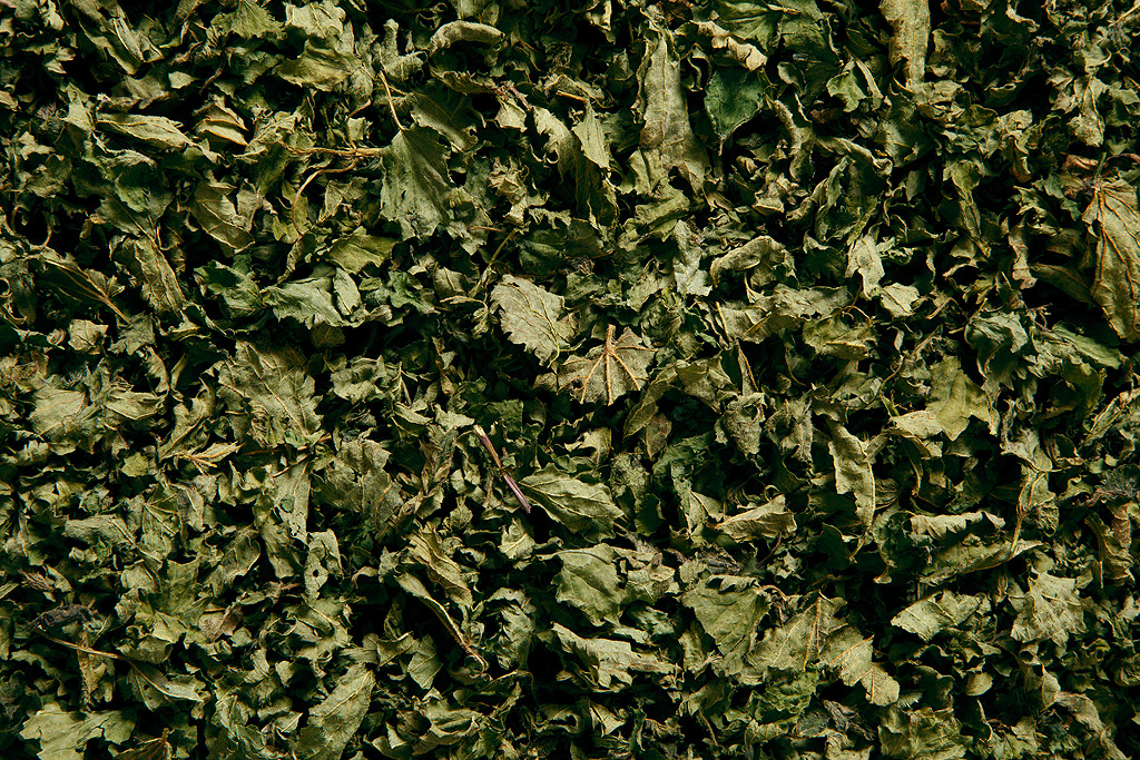 Brennesseln getrocknet