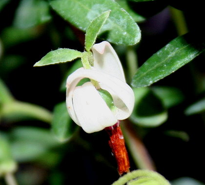 Cranberry Blüte