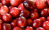 Frisch geerntete Crannberies