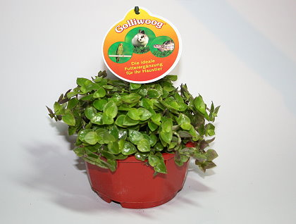 Golliwoog = Callisia repens oder auch Kriechendes Schönpolster