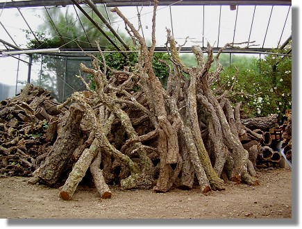 Korkbäume und Korkäste