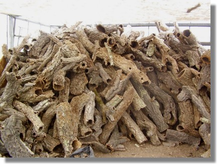 Korkeichen Lager in Langenfeld