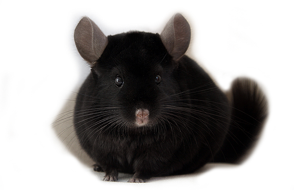 Ebony Homo Böckchen Jake