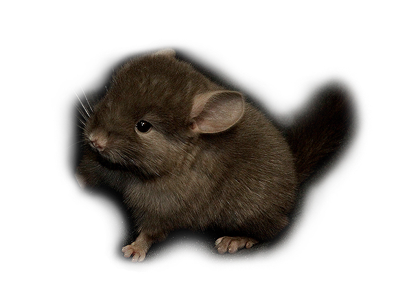 Schoko Böckchen abzugeben