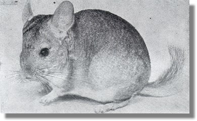 Chinchilla lanigera