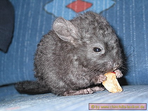 Locken Chinchilla