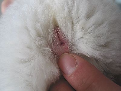 Female In heat – vagina is open