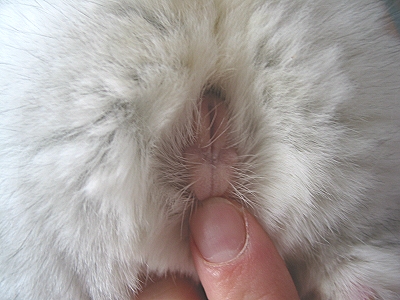 Female not in heat - vagina is not open