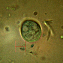 Chinchilla coccidia - Eimeria chinchillae