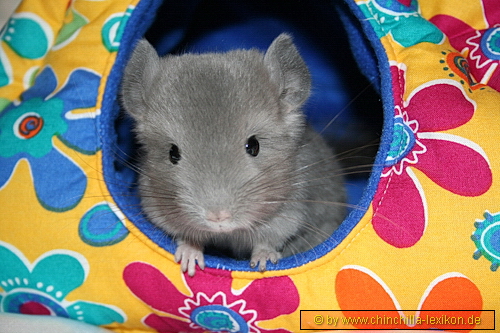 Chinchilla Fotografien von Chinchilla-Lexikon