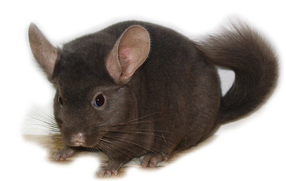 Chinchillas for sale